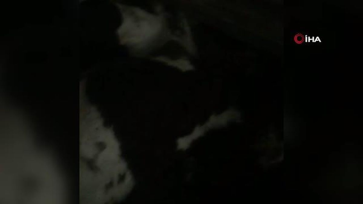 Gölbaşı'nda şiddetli rüzgarda kopan kablolar 9 hayvanı telef etti