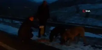 Hayvan sevgisi dağlardaki hayvanları da doyuruyor