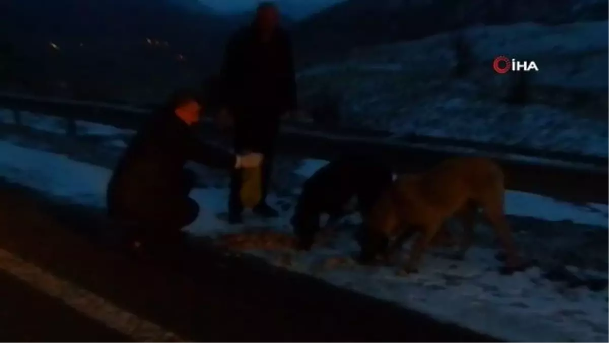 Hayvan sevgisi dağlardaki hayvanları da doyuruyor