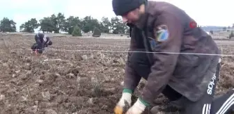 Reşadiye lavanta ile kalkınacak
