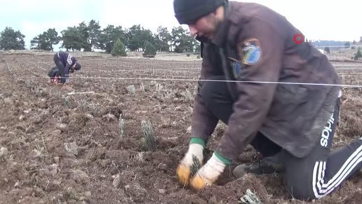 Reşadiye lavanta ile kalkınacak