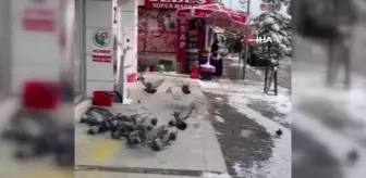 Sokağa çıkma kısıtlamasında güvercinleri beslediler