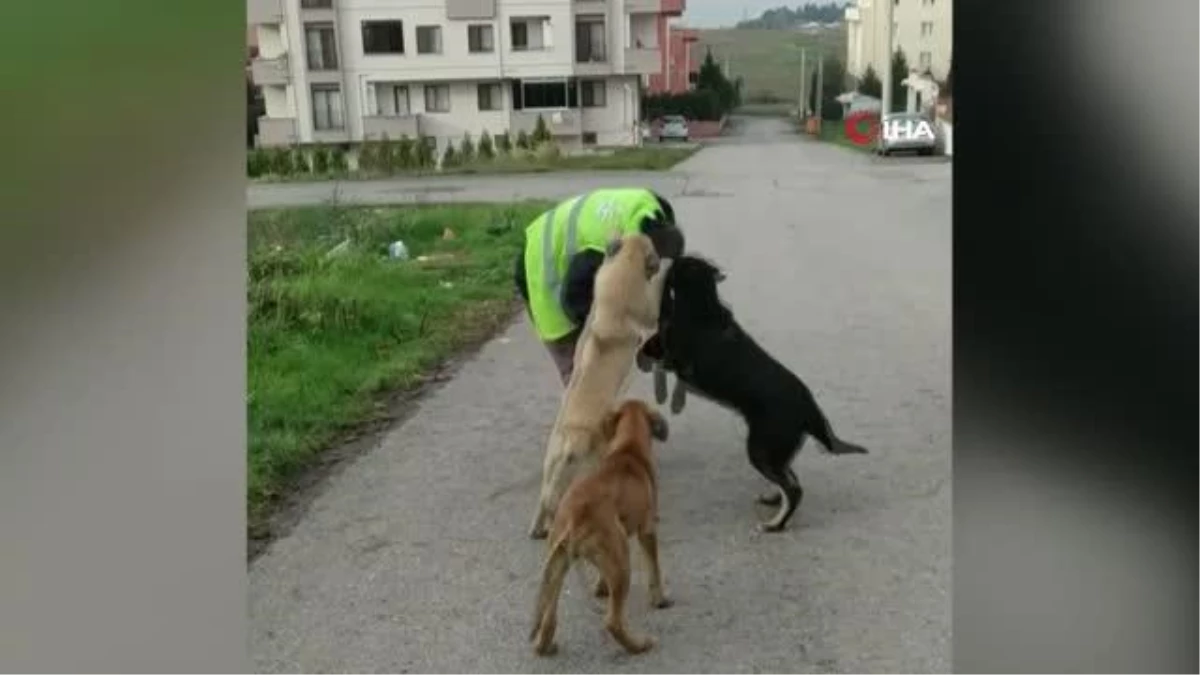 Sokak hayvanları kendileri besleyen belediye ekiplerini heyecanla karşıladı