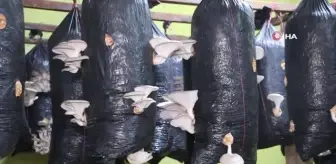 Bir torba ve bir kütük ile başladı, şimdi siparişlere yetişemiyor