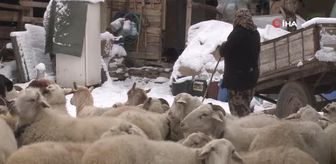 Kar altında el ele hayvanlarına böyle bakıyorlar