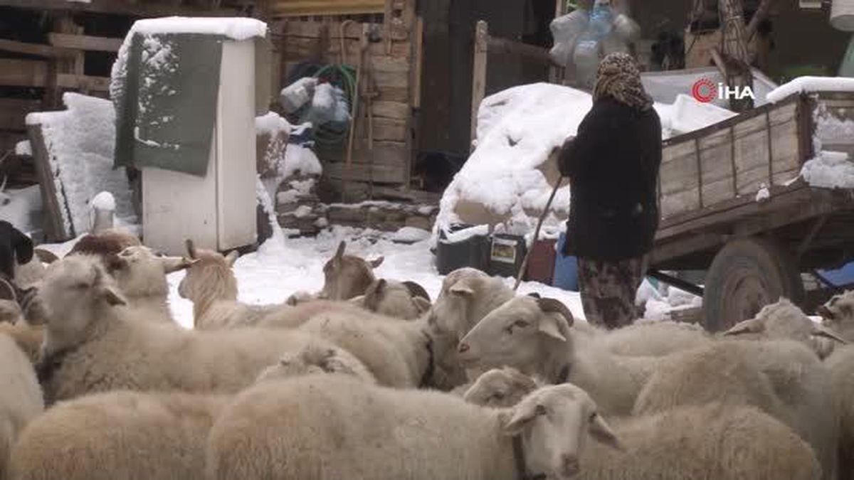 Kar altında el ele hayvanlarına böyle bakıyorlar