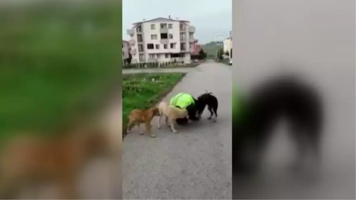 Köpeklerin kendilerini besleyen belediye çalışanına sevgisi gülümsetti