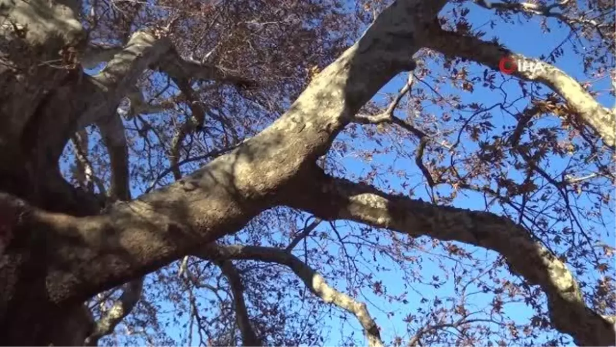 Asırlık "Kızfatma çınarları" korumaya alındı