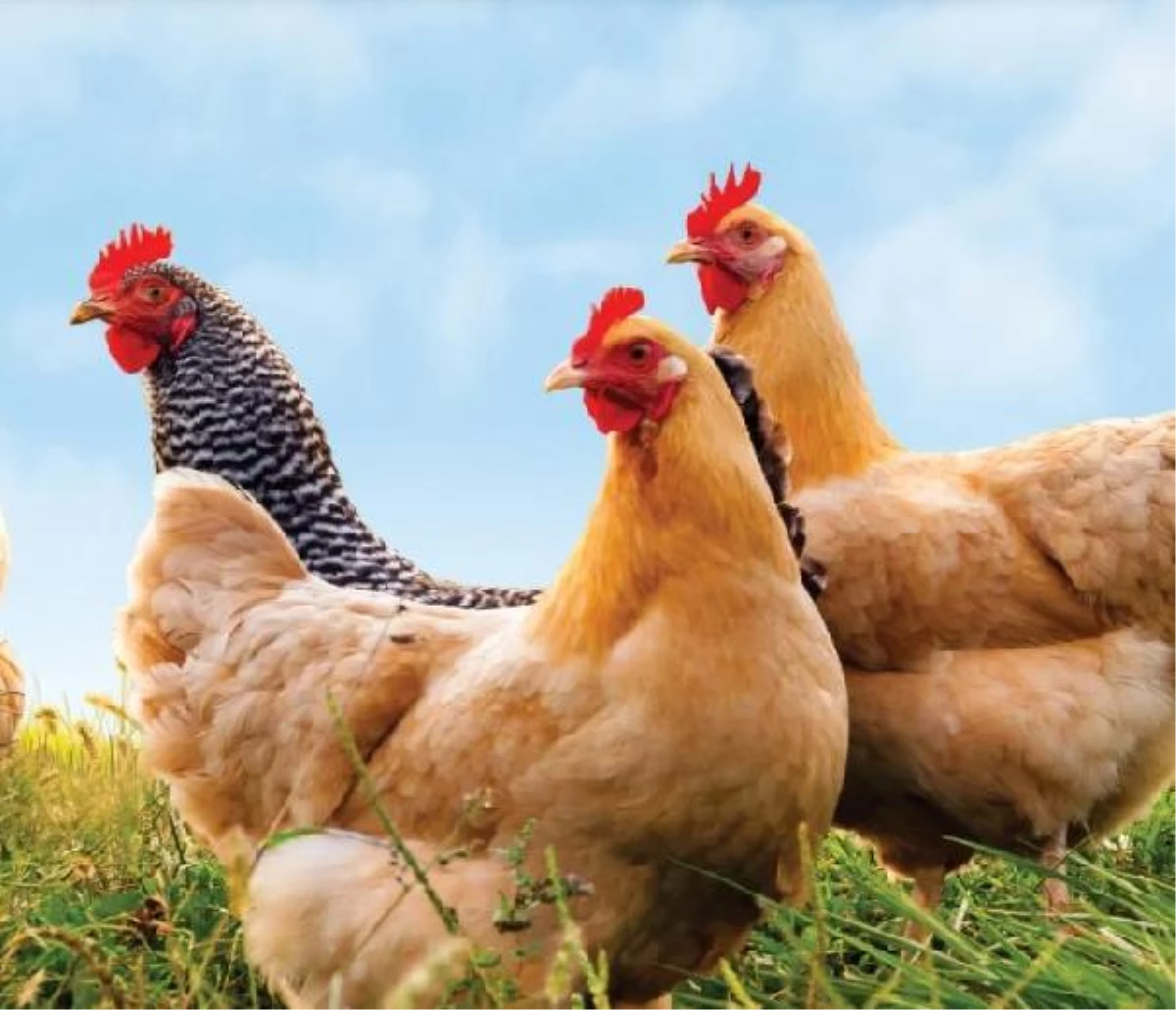 Japonya\'da kuş gribi rekor seviyede: 5.8 milyon tavuk itlaf edildi