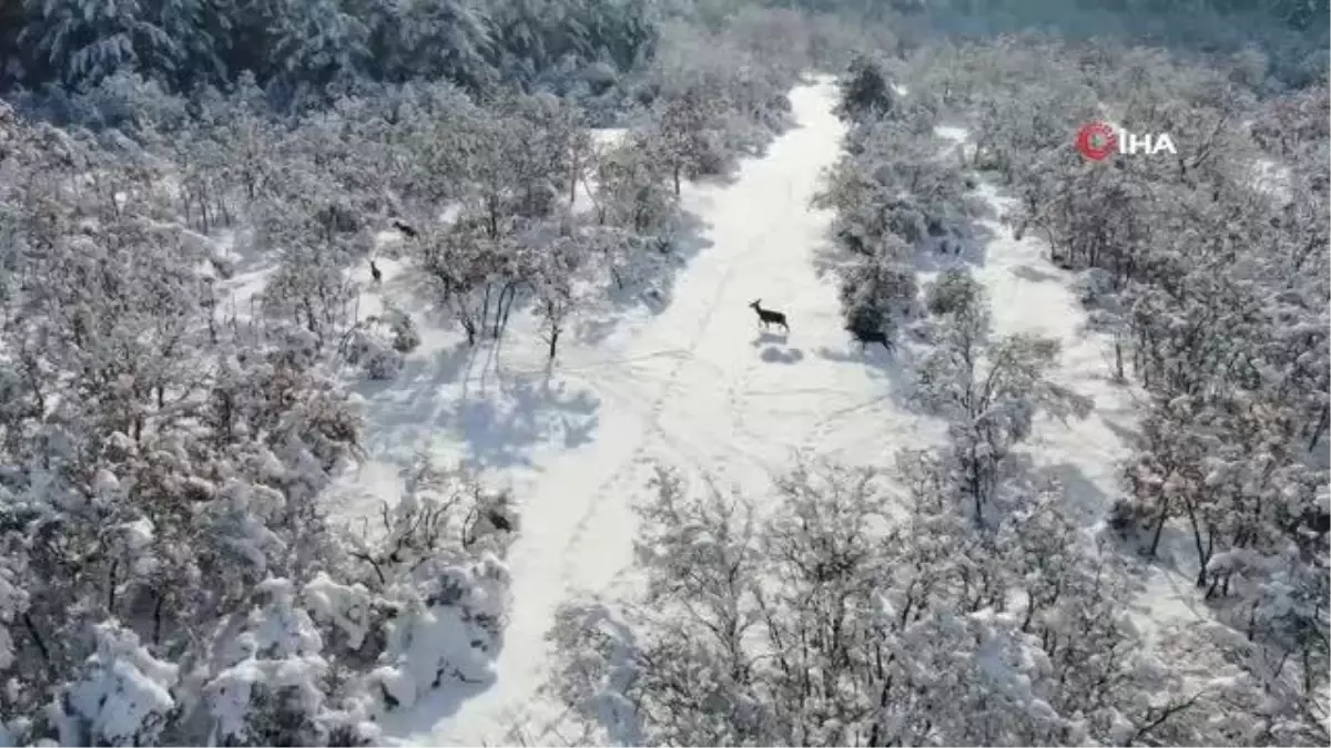 En şanslı geyikler... Üniversite bakıyor, milli parklar besliyor