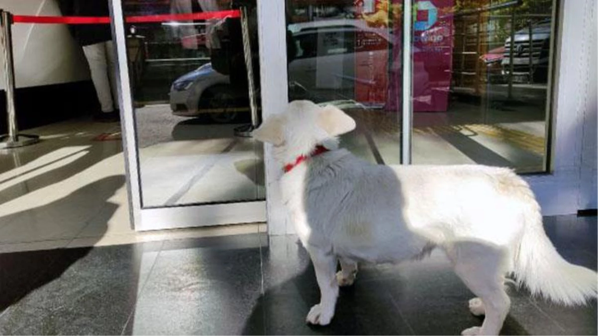 Hastane kapısından bir an olsun ayrılmadı! Vefalı köpek günlerce tedavi gören sahibini bekledi