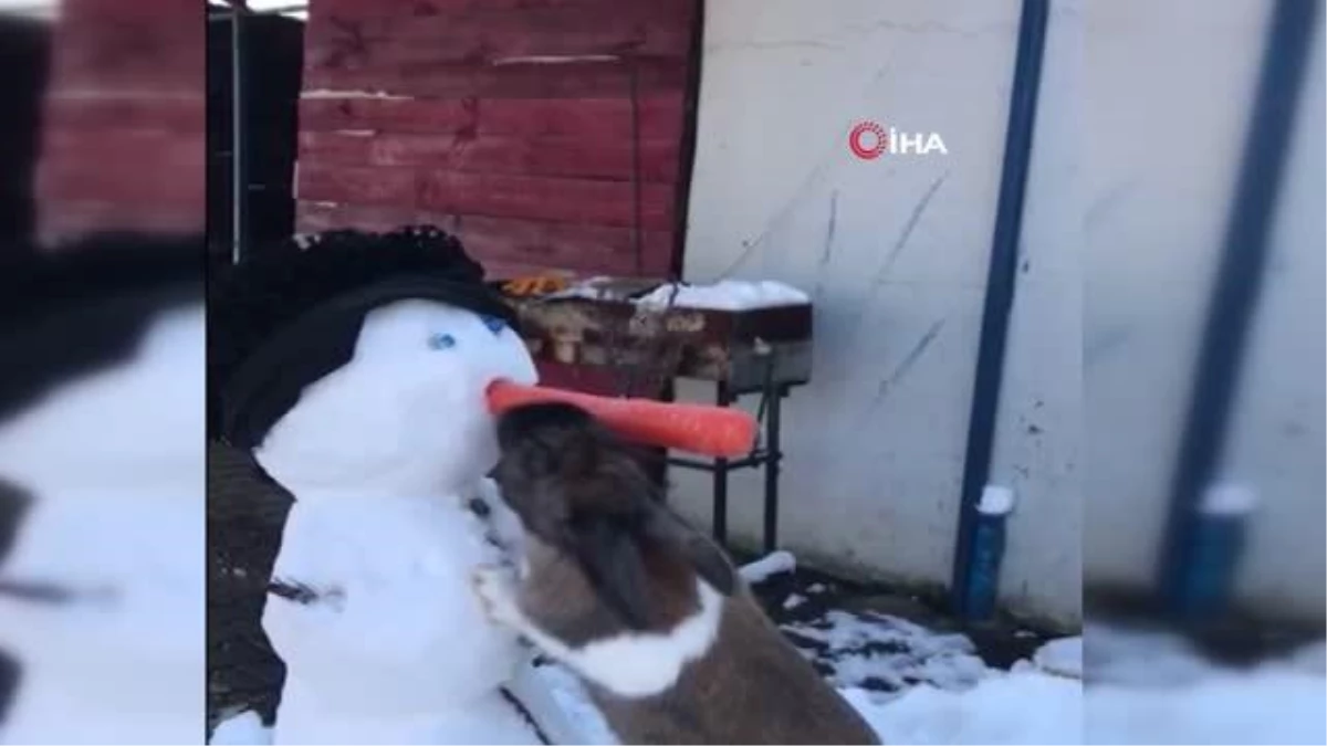 Kardan adamın havuçtan burnunu yiyen tavşan görenleri gülümsetti