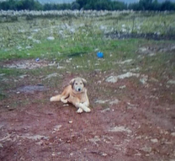 Köpeğini 'fazla ekmek yiyor' diye öldürdü, bin 33 lira ceza kesildi