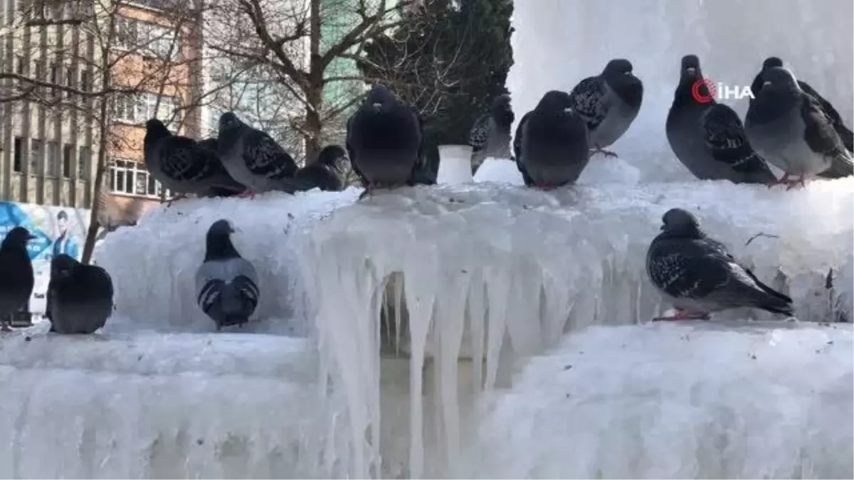 Şehir merkezindeki süs havuzları dondu