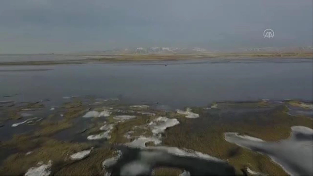 Van Gölü, Sibirya\'dan gelen ötücü kuğuları ağırlamaya başladı