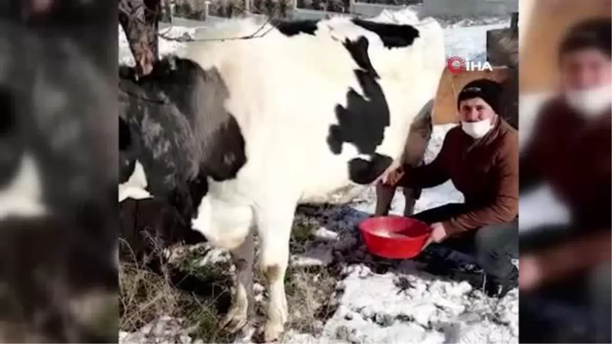 Hayvan hırsızlığı yaptıkları iddiasıyla 2 şüpheli yakalandı