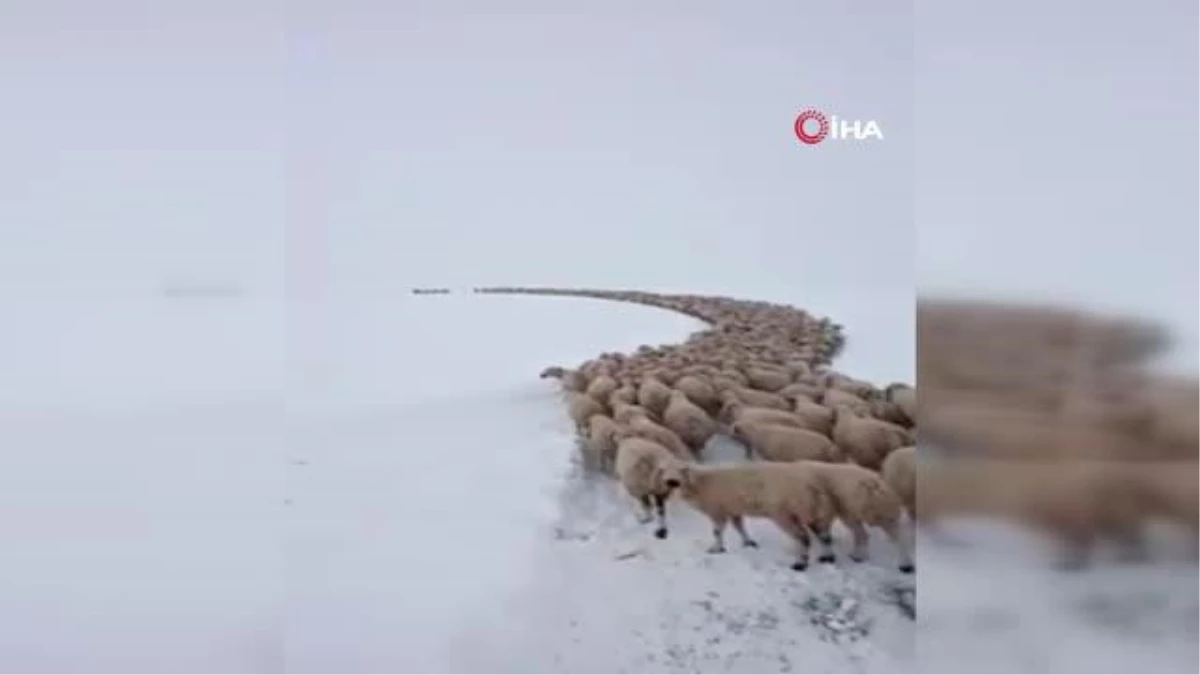 Yaylada mahsur kalan 2 bin küçük baş hayvan ve 4 çoban kurtarıldı