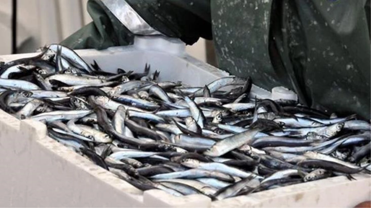 Balıkçılar hamsi avının serbest olduğu bölgeye akın etti, fiyat 35 liradan 15 liraya düştü