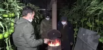 Domates üreticileri seralarında 'zirai don' nöbeti tuttu