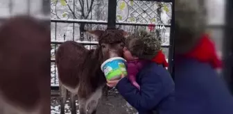 Eşeği kurtaran adam konuştu: 'Bu vahşet, başka bir şey değil'