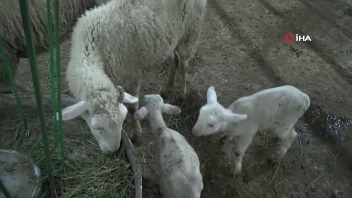Hayvan pazarında üreticilerin yüzü gülüyor
