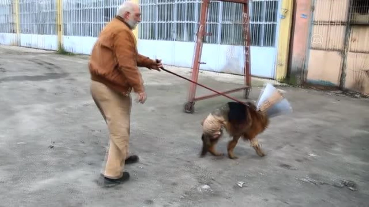 Samsun\'da dükkanının önünde baktığı köpeğini ayağı kesik vaziyette bulan esnaf şikayetçi oldu