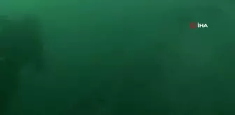 İtalya'da 70 ton ağırlığında ölü balina bulundu