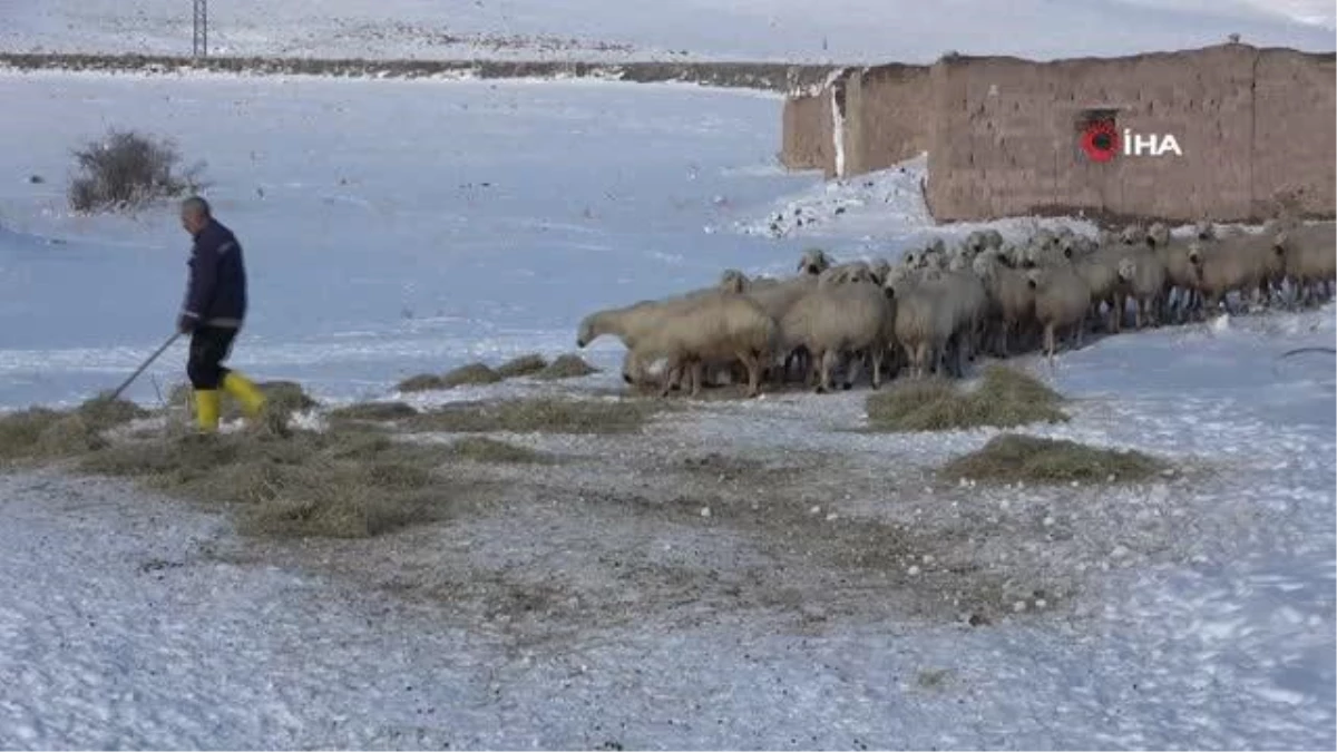 Sivaslı çoban, koyunların su içmesi için donan yalağın buzunu kürekle kırdı