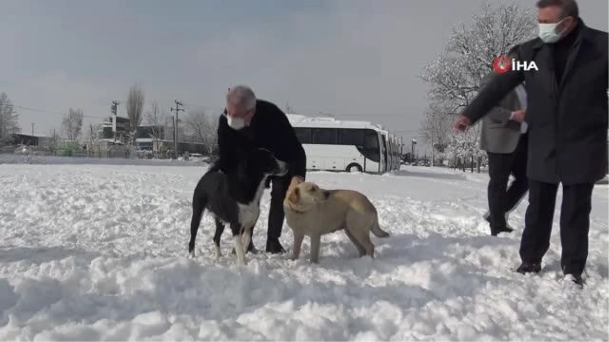 Soğuk havalarda sokak hayvanlarına Nilüfer Belediyesi sahip çıkıyor