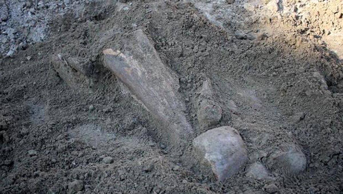 Amasya\'da mamutlara ait olduğu değerlendirilen fosiller bulundu