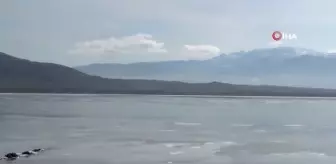 Göller bölgesinde su kuşu sayımına başlandı