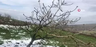 İncir ağacı Ocak ayında meyve verdi