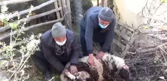 Ahıra giren 2 pitbull koyun ve kuzuları telef etti