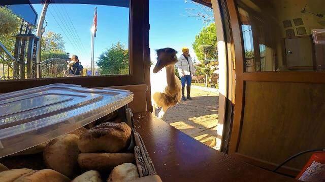 Dünyanın en tatlı hırsızı! Her gün poğaçalar eksiliyordu, hırsız 'deve kuşu' çıktı