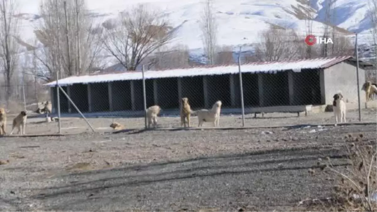 Köpek ameliyatlarına belediye başkanı da giriyor