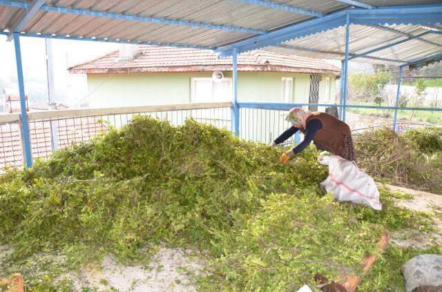 Köylünün yeni geçim kaynağı yaban mersini yağı! 10 gramı 25 liradan satılıyor