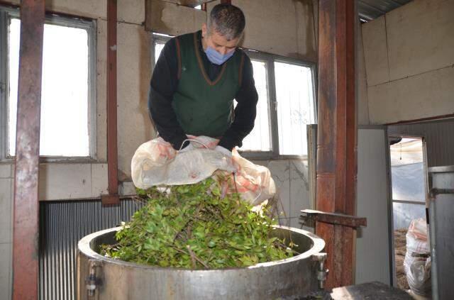 Köylünün yeni geçim kaynağı yaban mersini yağı! 10 gramı 25 liradan satılıyor