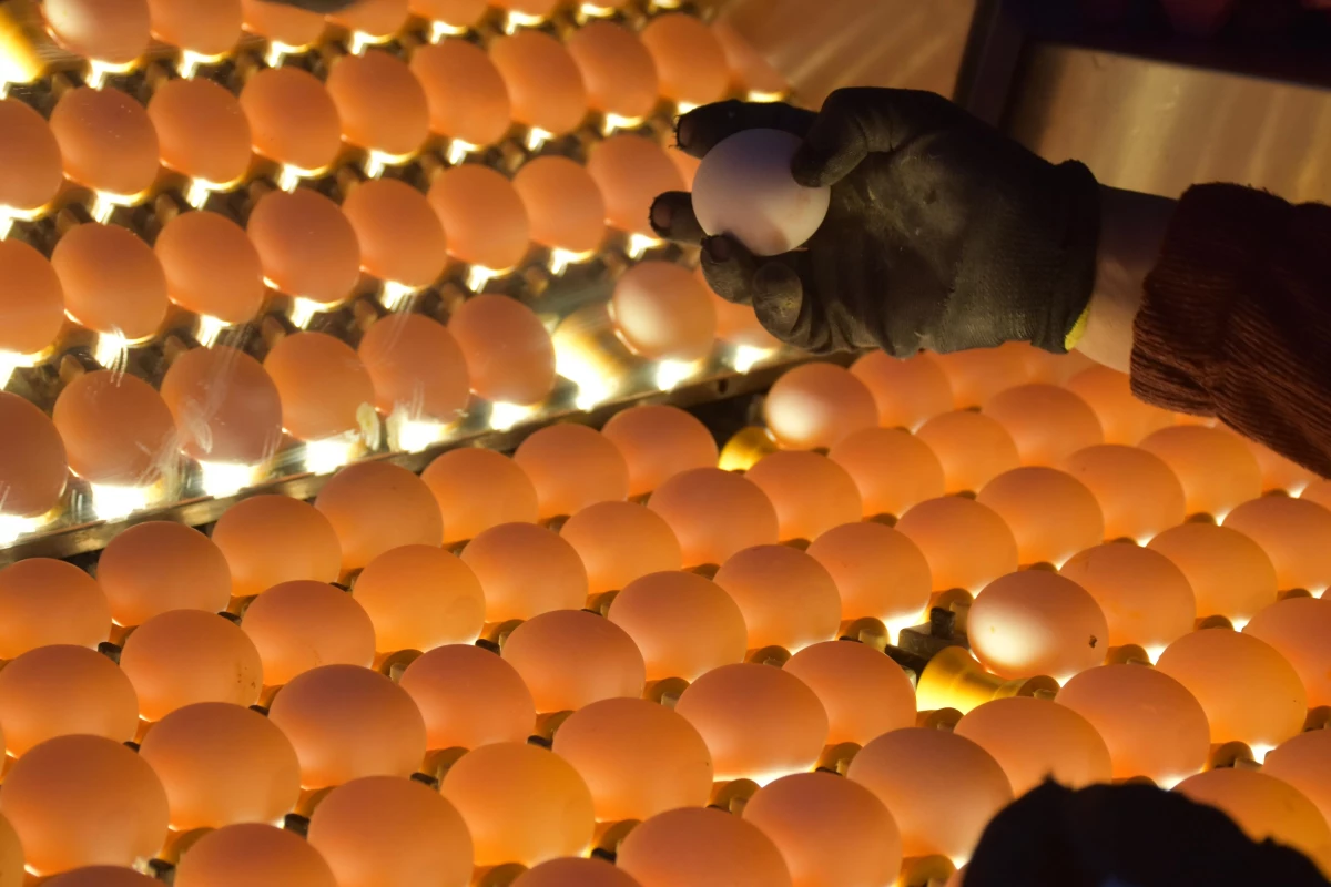 Afyonkarahisar\'dan geçen yıl 32,6 milyon dolarlık yumurta ihraç edildi