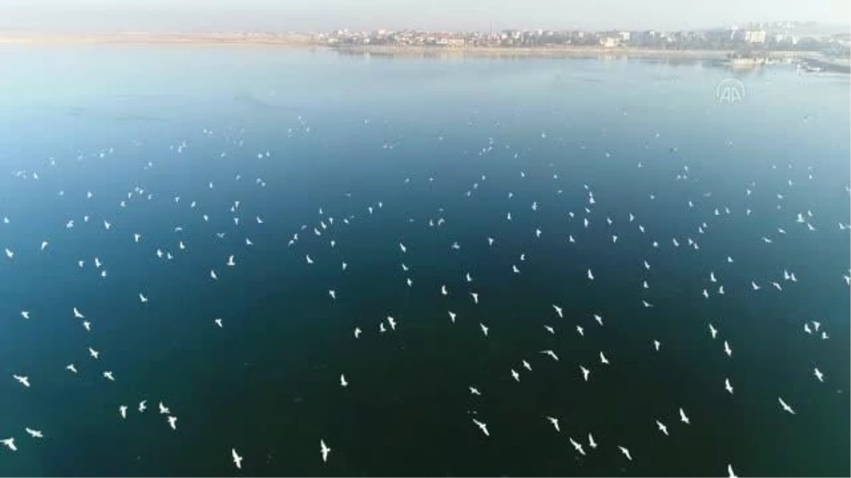 Belediye ekipleri Beyşehir Gölü\'nde yaşam süren kuşları yem ve ekmekle besledi