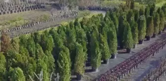 Çiftlikköy Belediyesi, seralarında ürettiği peyzaj bitkileriyle ilçeye renk katıyor