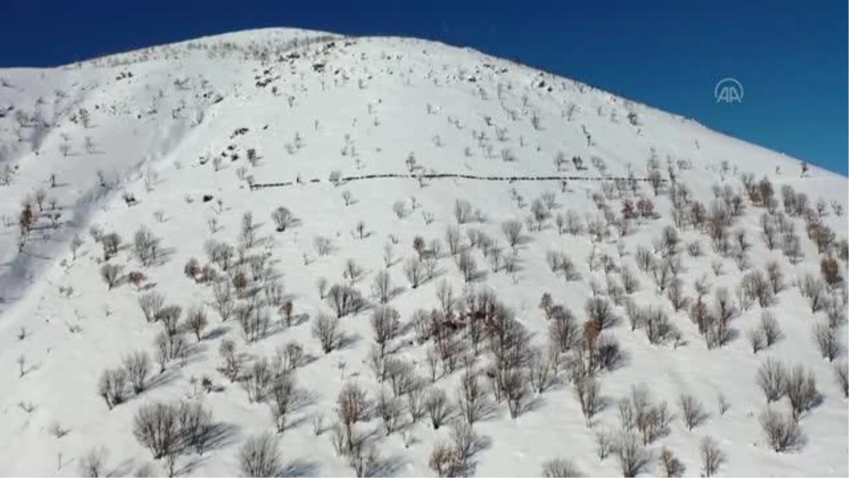 DİYARBAKIR - Yayladan dönen keçi sürüsü karla kaplı arazide drone ile görüntülendi