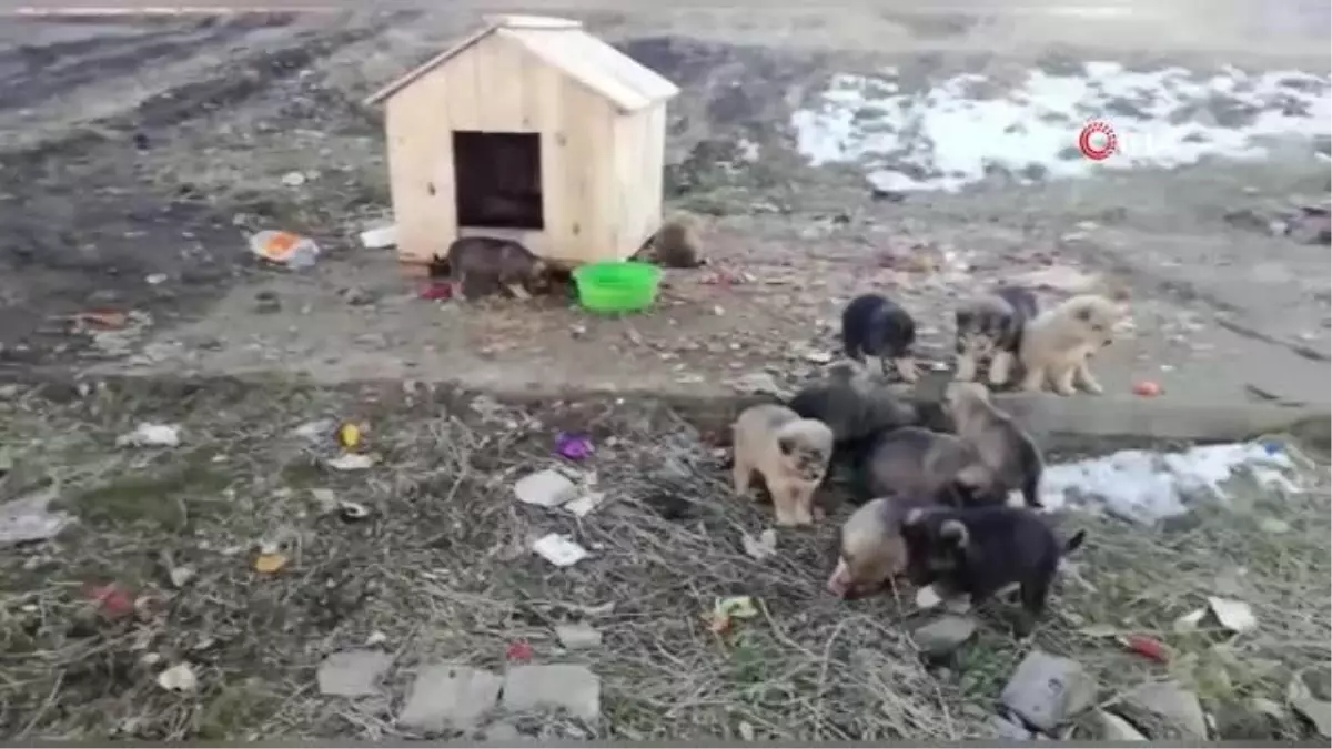 Annesiz kalan 12 yavru köpek koruma altına alındı