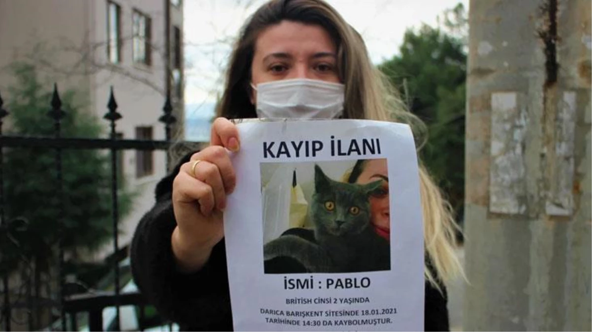 Gece gündüz demeden sokak sokak arıyor! Genç kadın kedisini bulana 1500 TL ödül verecek