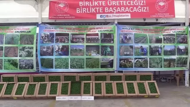 Muğla'da tıbbi ve aromatik bitkiler gelir kaynağı olacak