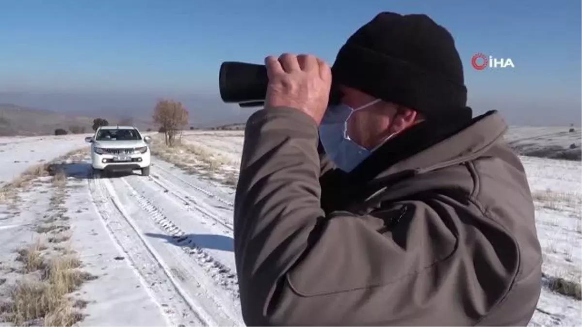 Yaban hayatının gün yüzüne çıkan görüntüleri fotokapanda
