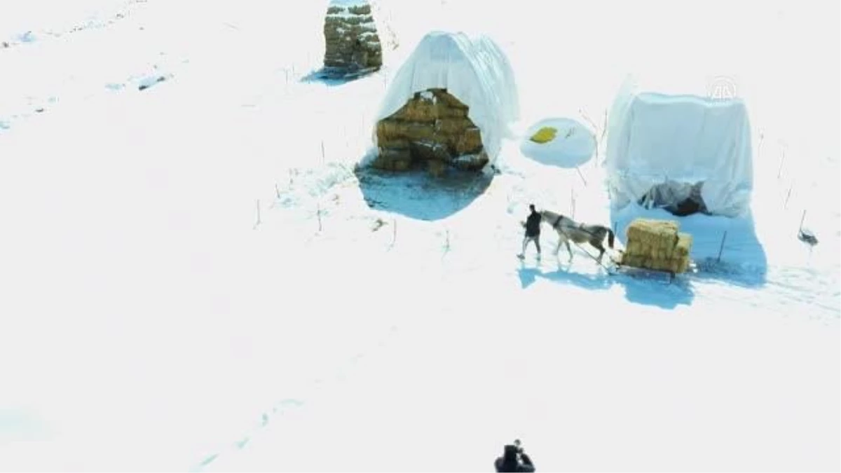 Hayvanları için dondurucu soğukta karlı tepelerden ot taşıyorlar