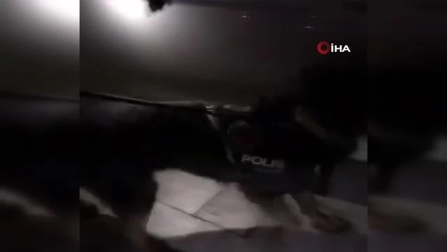 Narkotik köpeği Joshua uyuşturucuya geçit vermedi