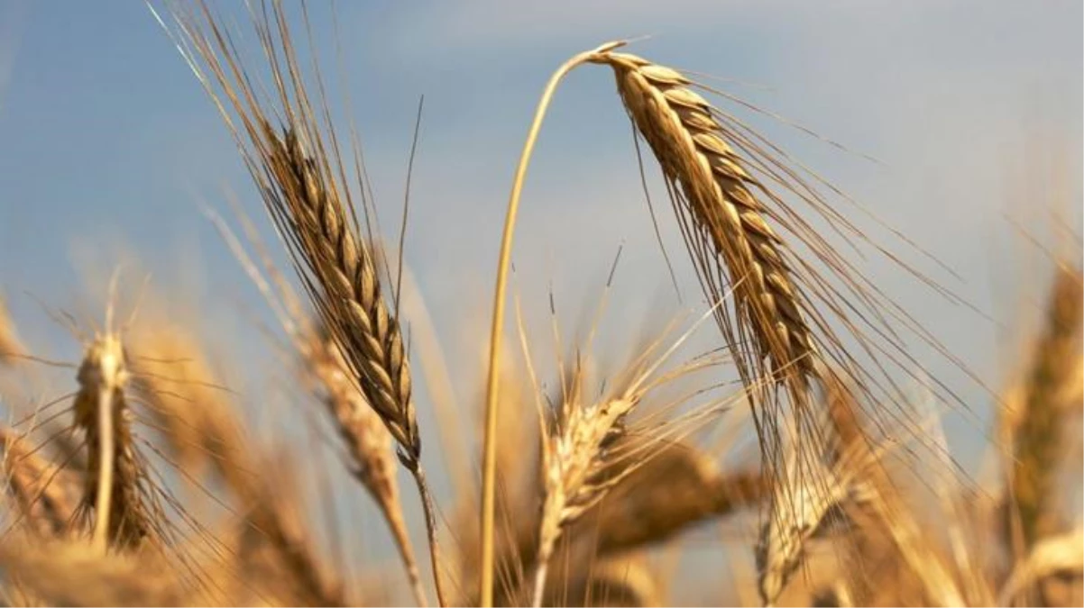 Rusya buğday ihracat vergisini iki katına çıkardı