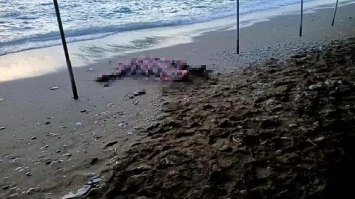 Sahilde bulunan cansız bedenin sır perdesi aralandı; kaçak göçmen dramı çıktı