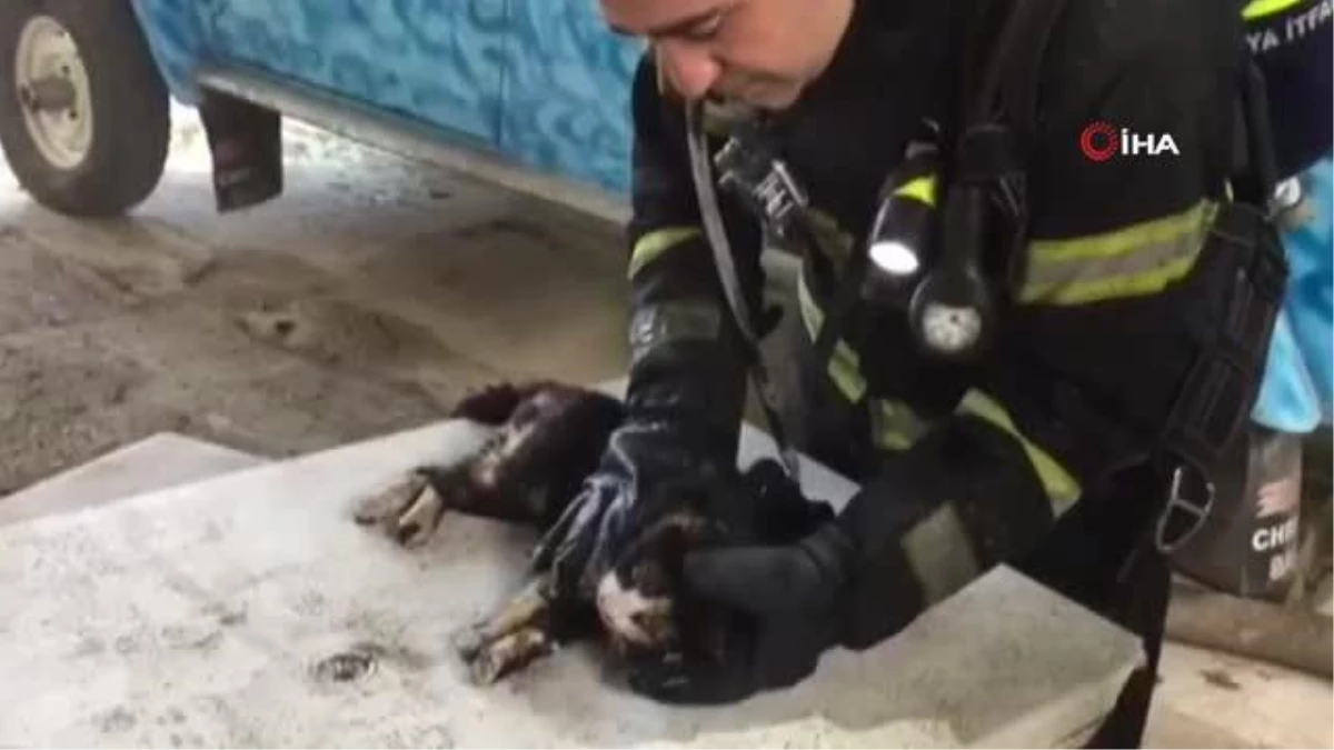 Yangında boğulmak üzere olan kedi oksijenle hayata döndü